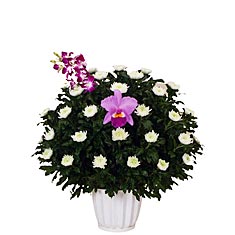 菊