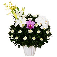 菊